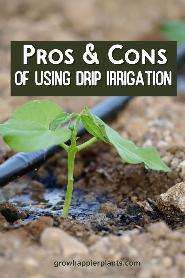 a plant sprouting from the ground with text overlay that reads pros & cons of using drip irigation