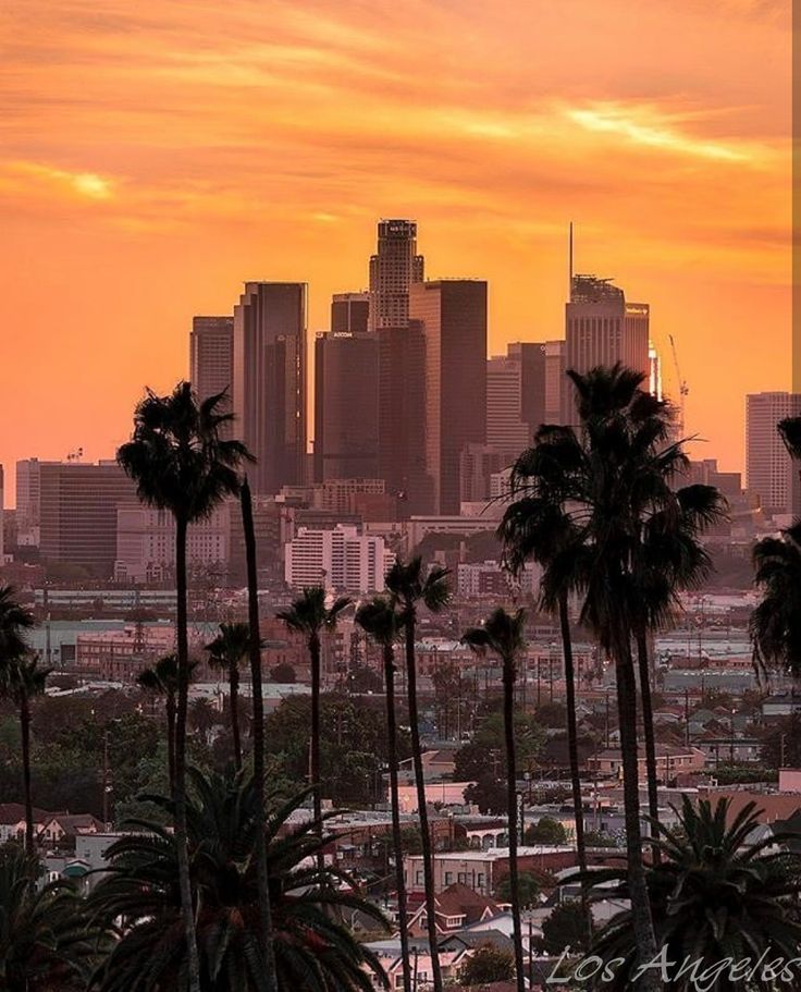 palm trees in front of a city skyline