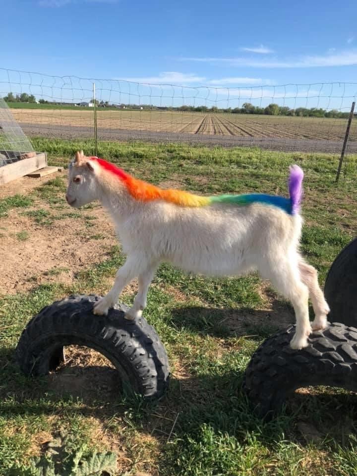 a white goat with rainbow mane standing on top of two old tires in a field