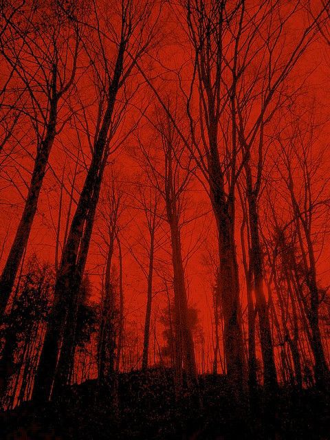 the sky is red and there are many trees