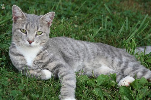 a gray and white cat laying in the grass