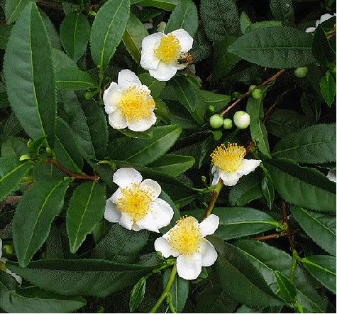 white and yellow flowers with green leaves in the background