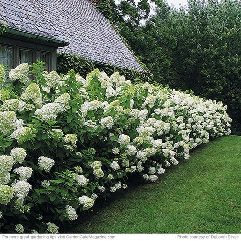 a row of white flowers next to a green grass covered field and house with trees in the background