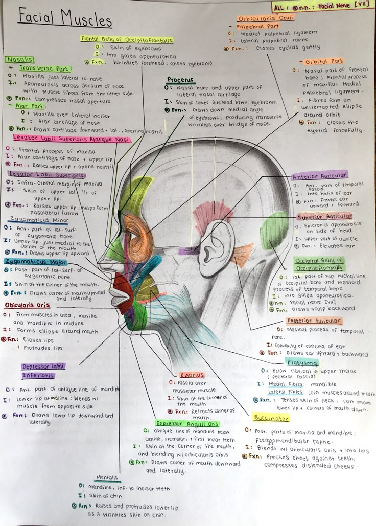 a diagram of the facial muscles on a poster