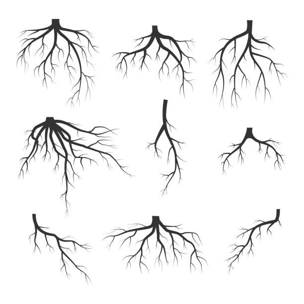 set of tree roots silhouettes on white background, each with its own individual branch