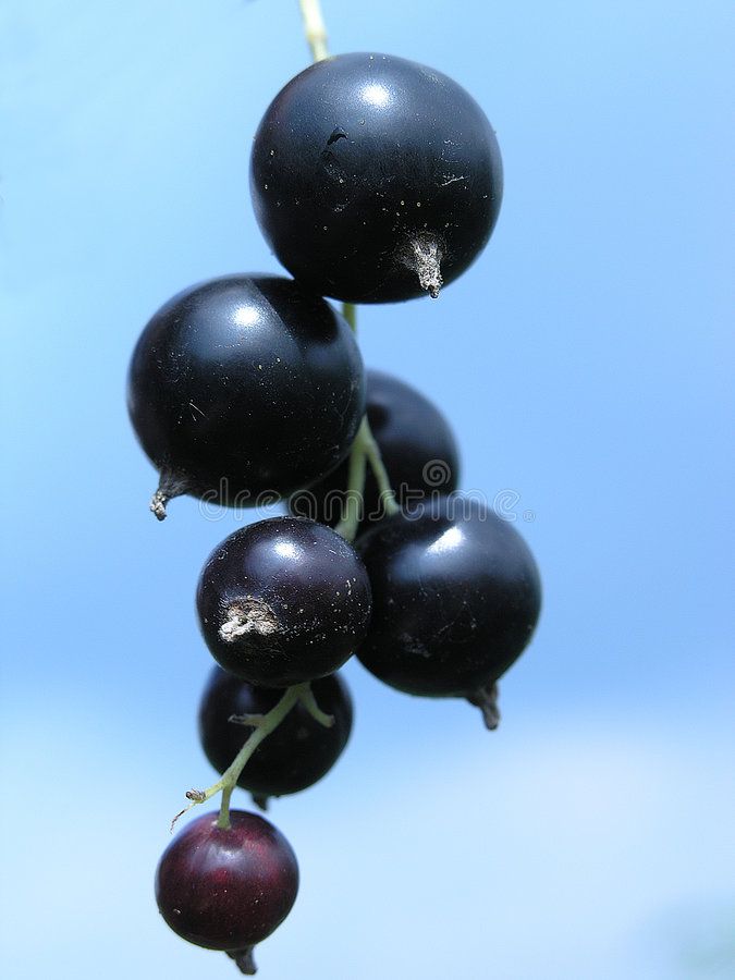 black cherries hanging from a tree branch with blue sky in the background royalty images