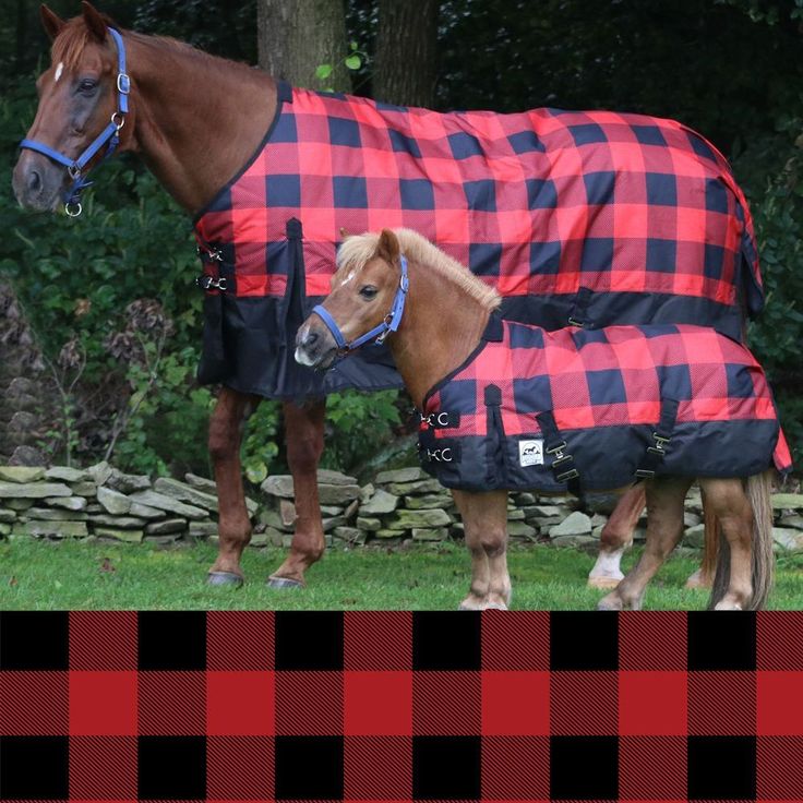 a brown horse wearing a red and black plaid blanket standing next to a brown horse