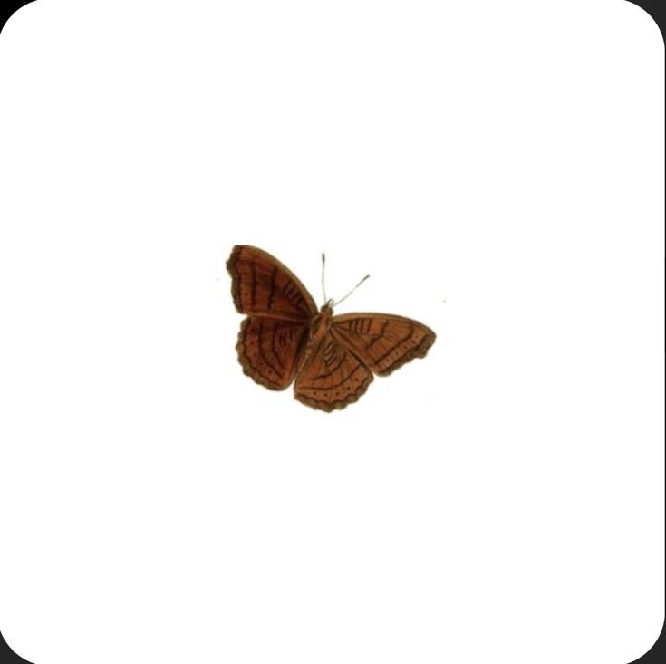 a brown butterfly flying through the air on top of a white surface with no clouds