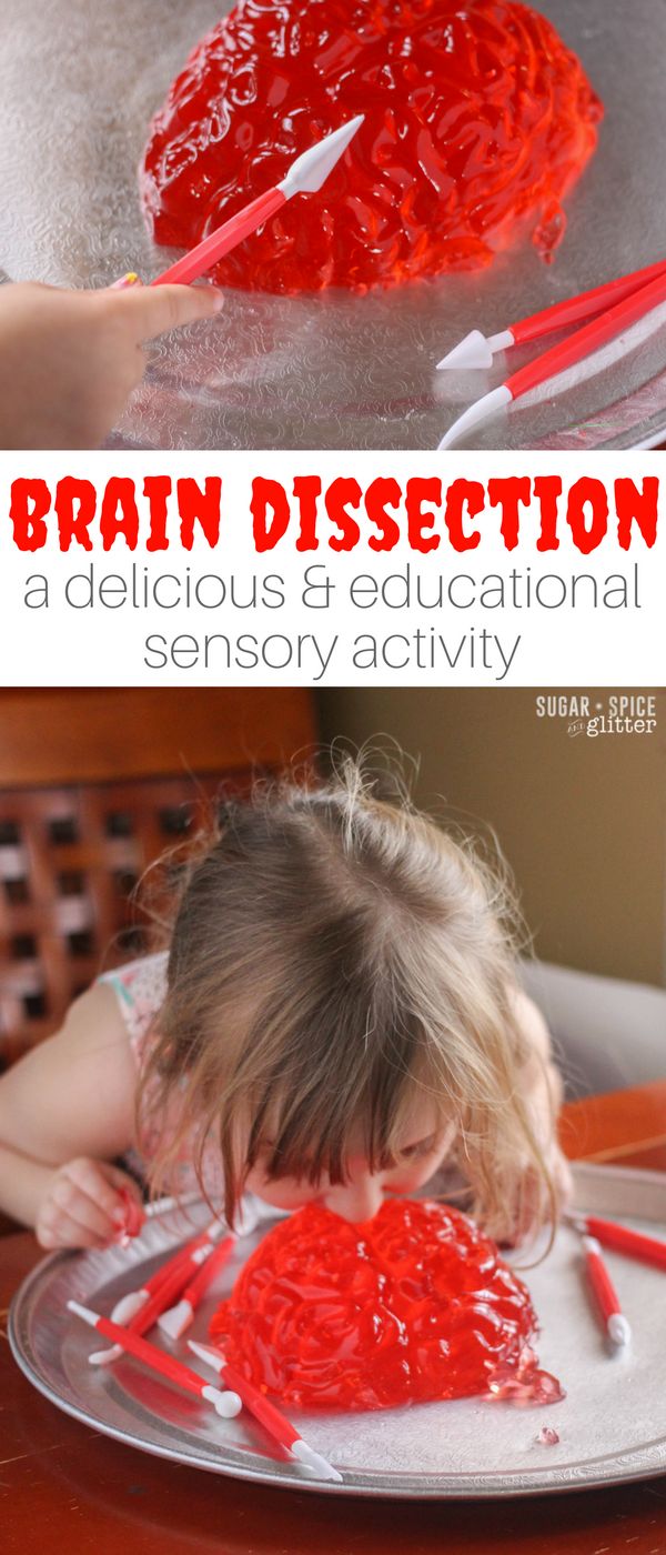 A fun Jell-O sensory play activity, this brain dissection invitation is a great way to teach kids about the human brain and work on fine motor skills, while having some messy sensory fun Brain Dissection, Jello Brain, Kindergarten Sensory, Sensory Play Recipes, Body Preschool, Preschool Sensory, Brain Craft, Human Body Activities, Homemade Playdough Recipe