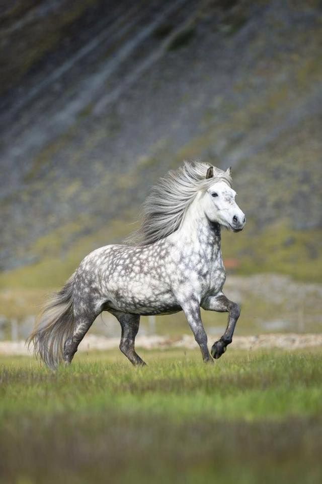 a white and gray horse is running in the grass