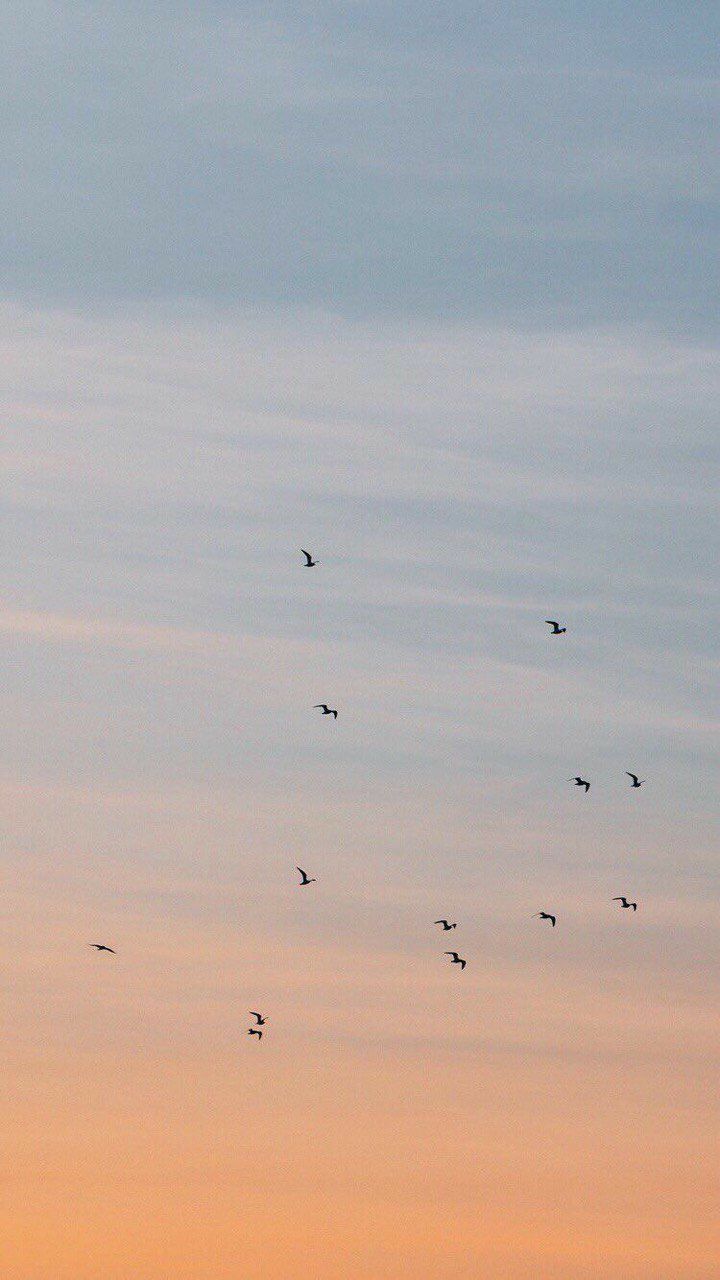 a flock of birds flying in the sky at sunset