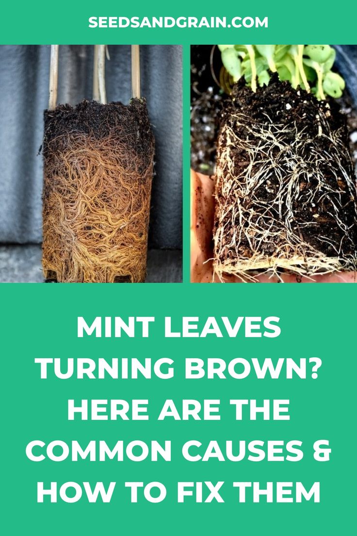 some plants that are growing out of the ground with text overlay saying, mint leaves turning brown here are the common cause & how to fix them