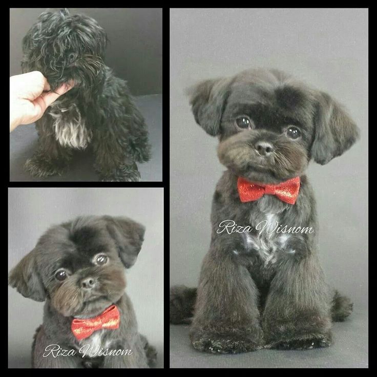 three pictures of a small dog wearing a red bow tie