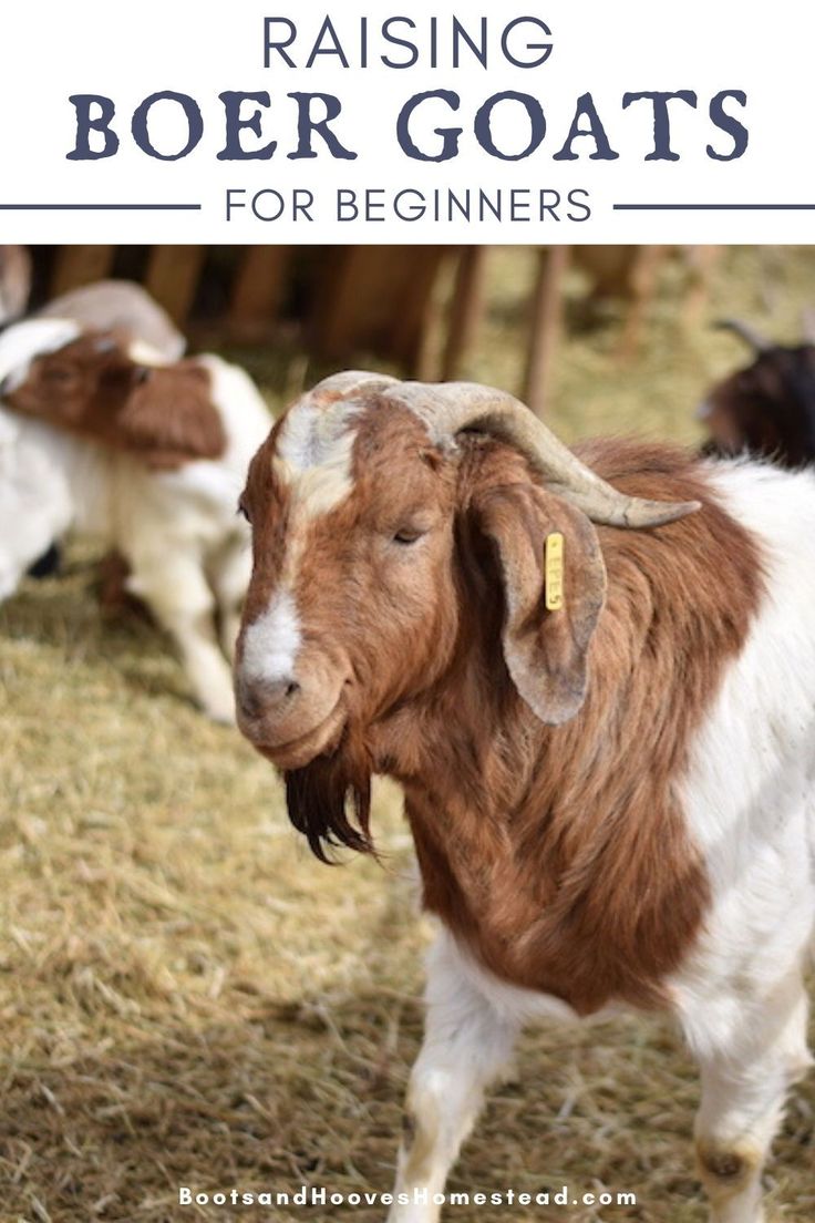 some goats are standing in the hay with text reading raising boer goats for beginners