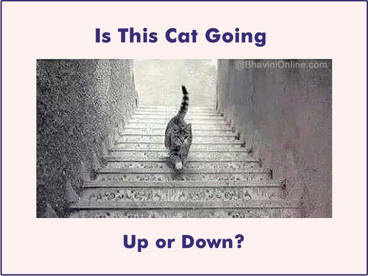 a cat walking down some stairs with words below it that read is this going up or down?