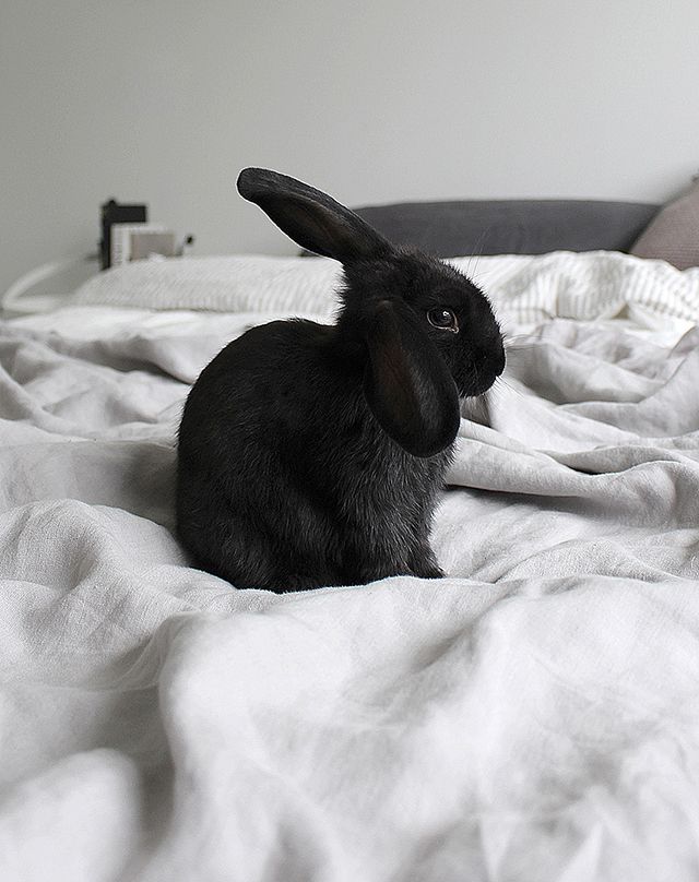 a black rabbit sitting on top of a bed