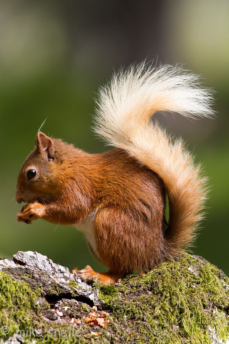 a red squirrel is sitting on top of a mossy rock and eating something in its mouth