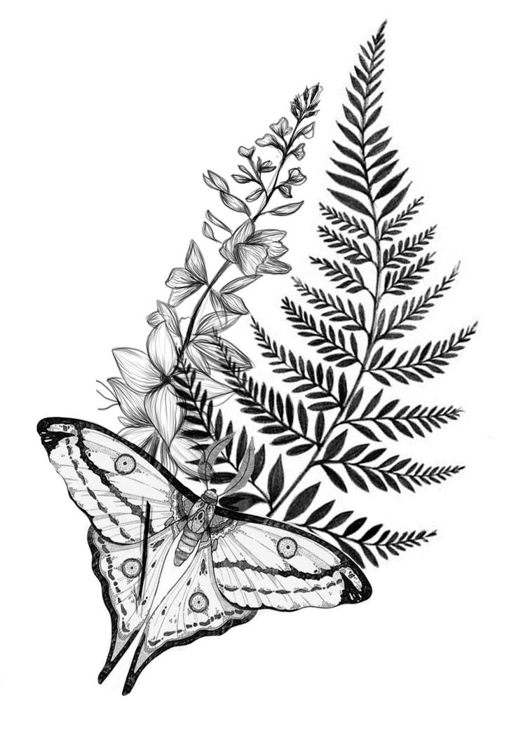 a black and white drawing of a butterfly on a plant