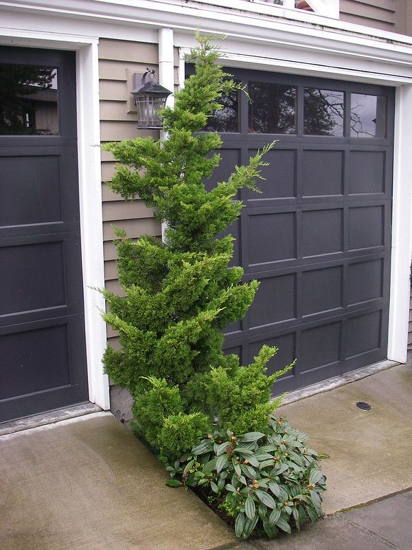 a tall green tree sitting in front of a garage door next to a planter