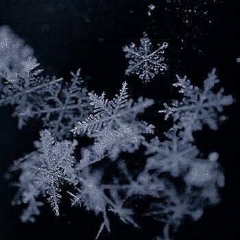 snow flakes are seen in this black and white photo