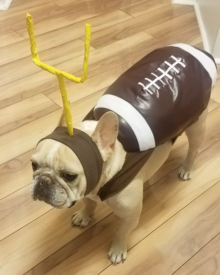 a small dog wearing a football jersey and holding a yellow string in its mouth while standing on a hard wood floor