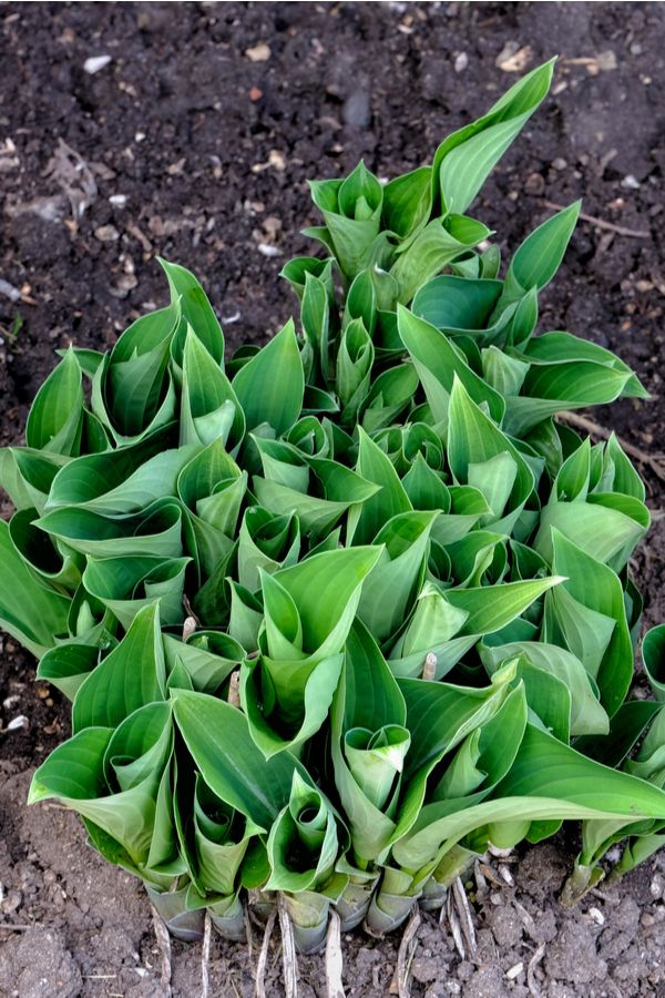 some green plants are growing out of the ground