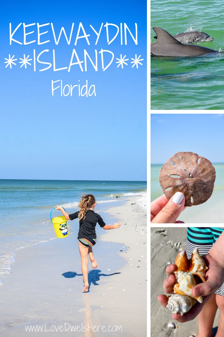 a woman is walking on the beach with a shell in her hand and dolphins swimming around