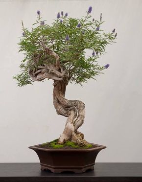 a bonsai tree with purple flowers growing out of it