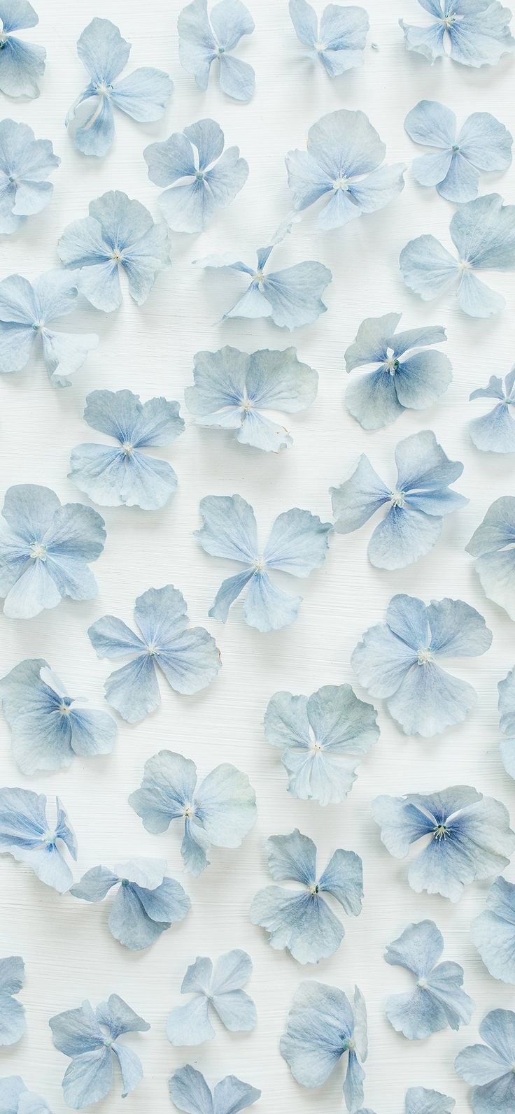 blue flowers are scattered on a white surface