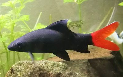 an orange and black fish is standing on some rocks in front of the aquarium tank