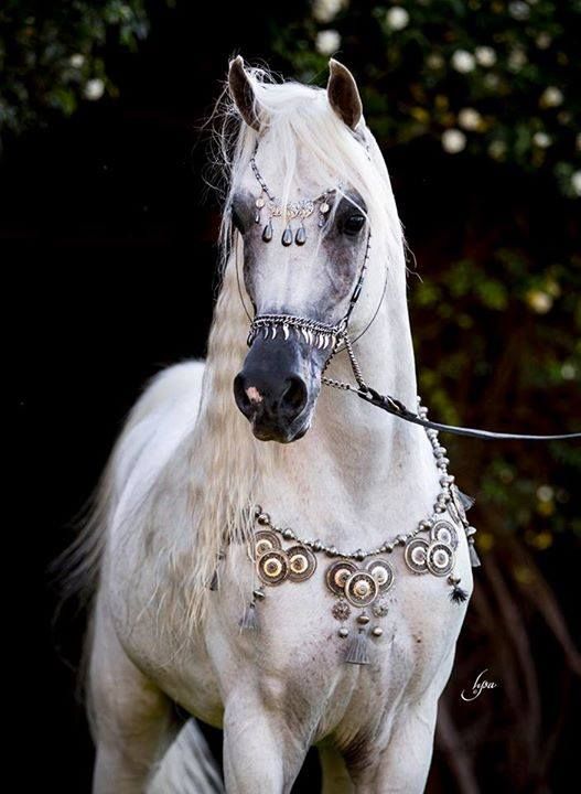 a white horse with gold decorations on it's face and bridle standing in front of trees