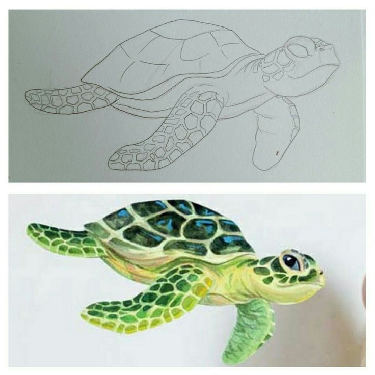 there are two drawings of turtles one is green and the other is blue