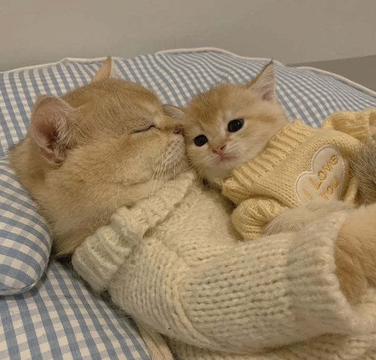 two kittens cuddle together on a bed