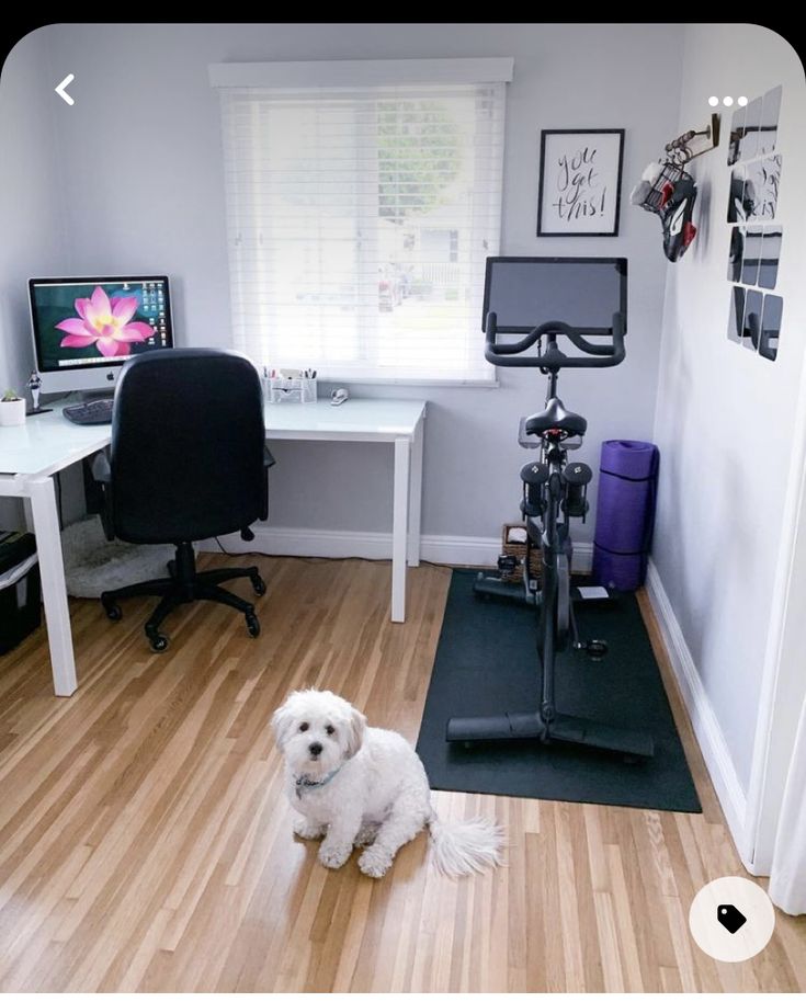 a white dog sitting on top of a hard wood floor next to a computer desk