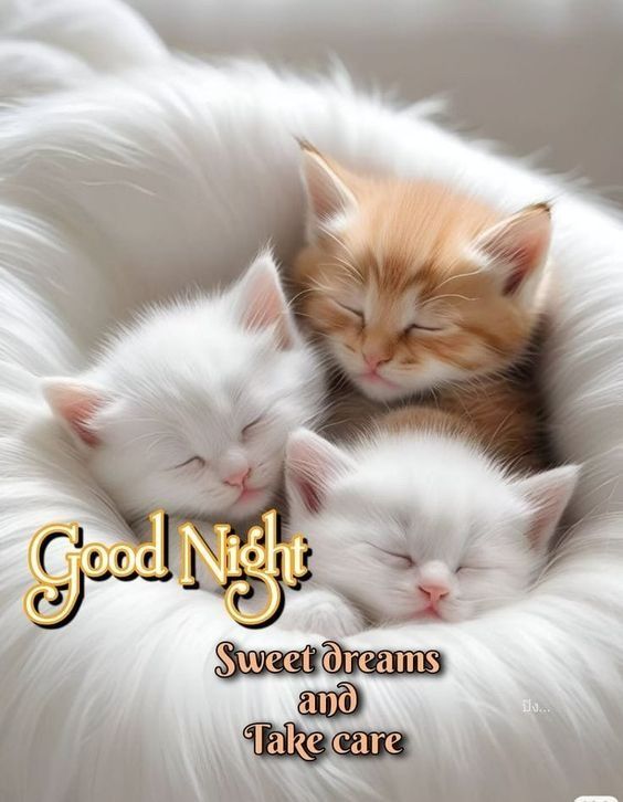 three kittens are sleeping in a fluffy white bed with the caption good night sweet dreams and take care