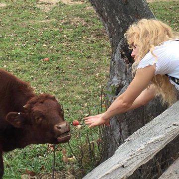 a woman feeding a cow from her hand near a fence in the grass and trees