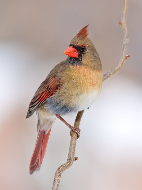 a small bird sitting on top of a tree branch