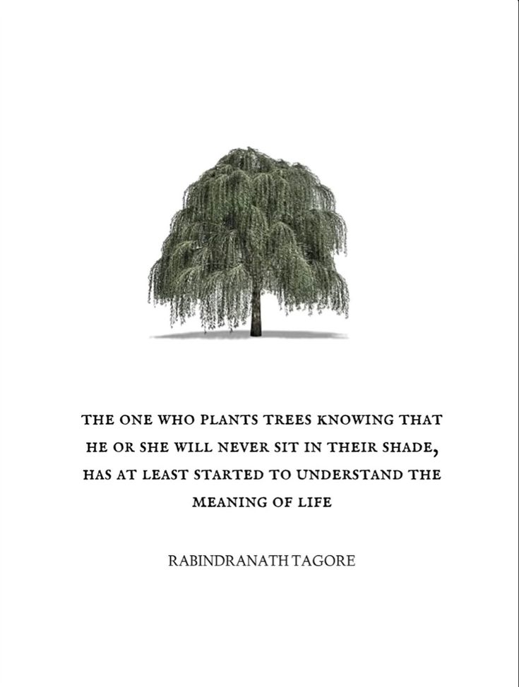 a tree with the words, the one who plants trees growing that he or she will never sit in their shade, has at least started to understand the meaning of life