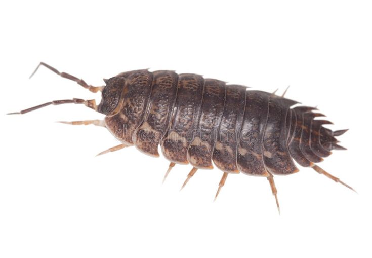 a close up of a bed bug on a white background