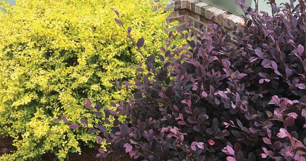 purple and green plants in front of a house