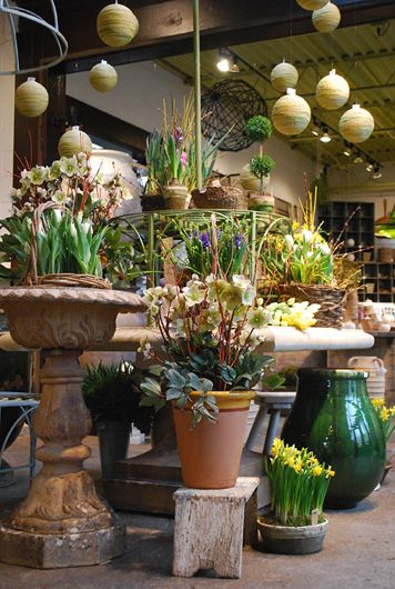 many potted plants are on display in the store