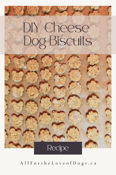 the recipe for homemade cheese dog biscuits