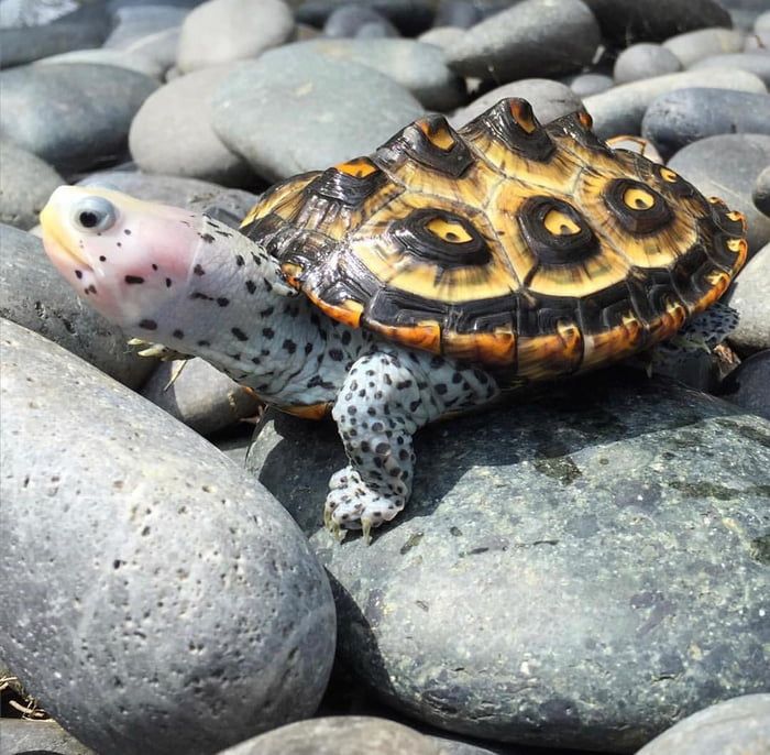 a small turtle is sitting on some rocks