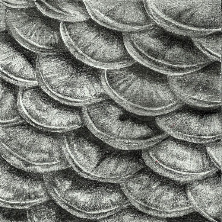 a pencil drawing of a bird's feathers