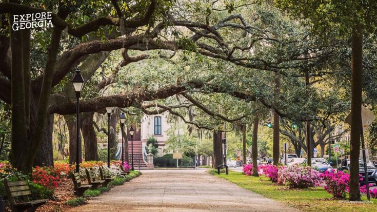 an empty street lined with trees and flowers