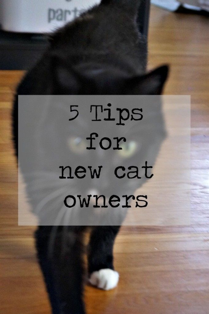 a black cat walking across a wooden floor with the words 5 tips for new cat owners