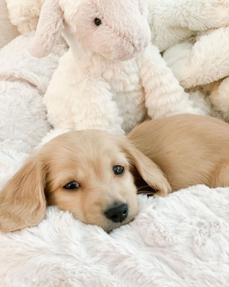 a puppy laying on top of a white blanket next to a stuffed animal rabbit toy