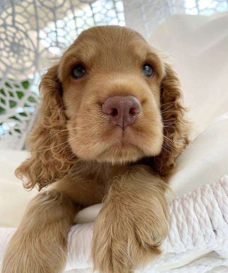 a small brown dog laying on top of a bed