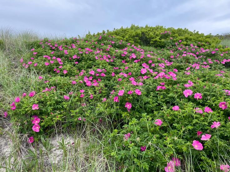 pink flowers growing in the sand on a beach