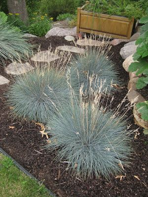 some very pretty blue plants in the dirt near rocks and grass with a bench behind them